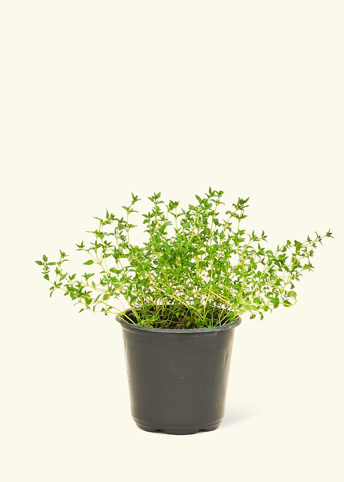 Thyme