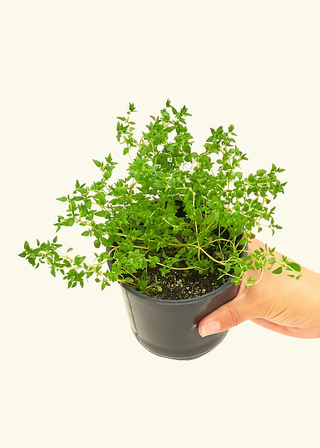 Thyme