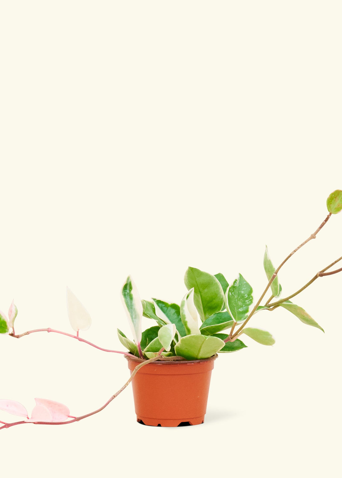 Hoya &