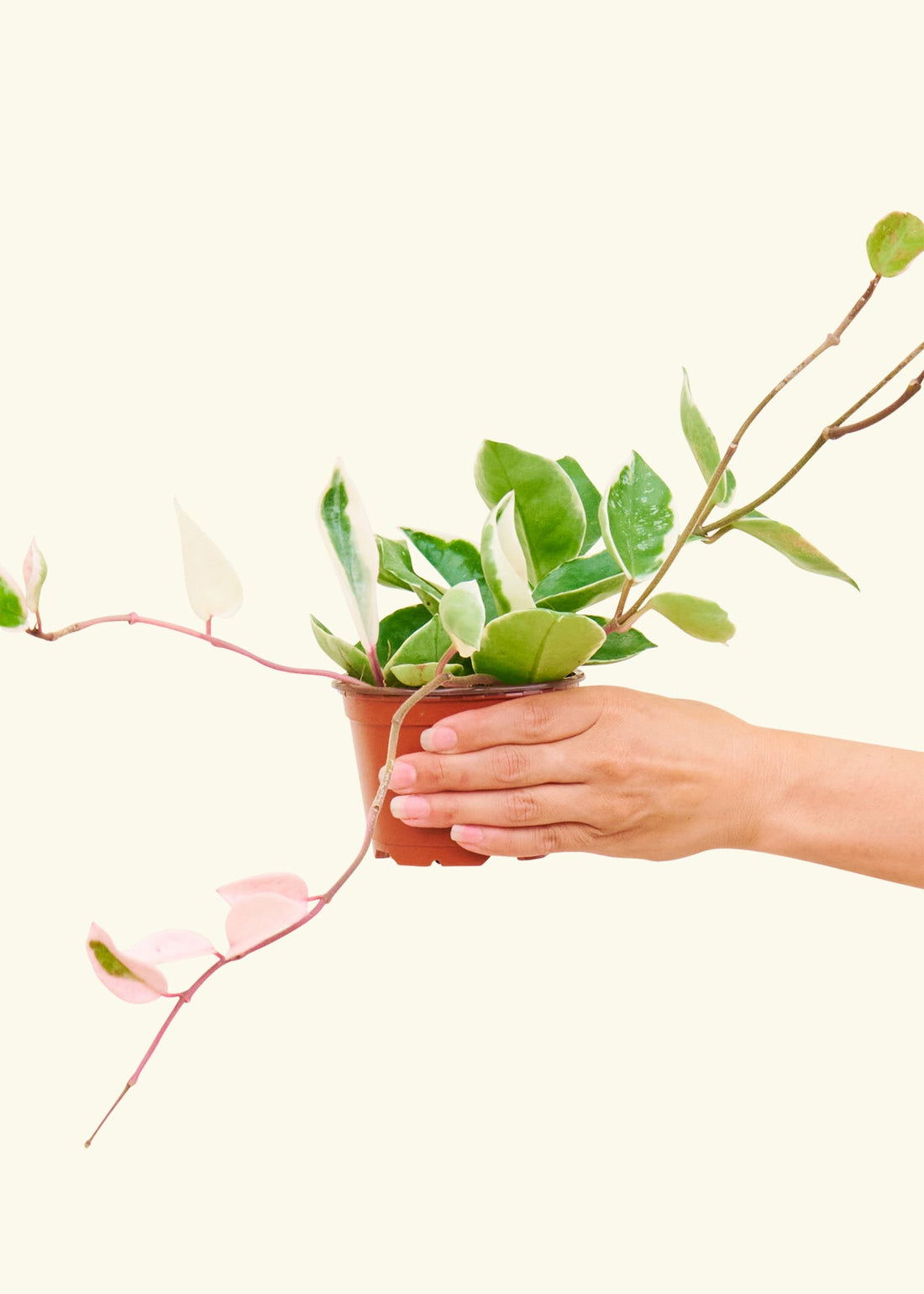 Hoya &