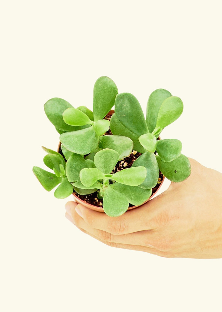 Small Jade Plant (Crassula ovata) in a grow pot.