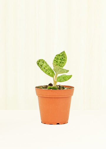 Small Lightning Jewel Orchid (Macodes petola) in a grow pot.