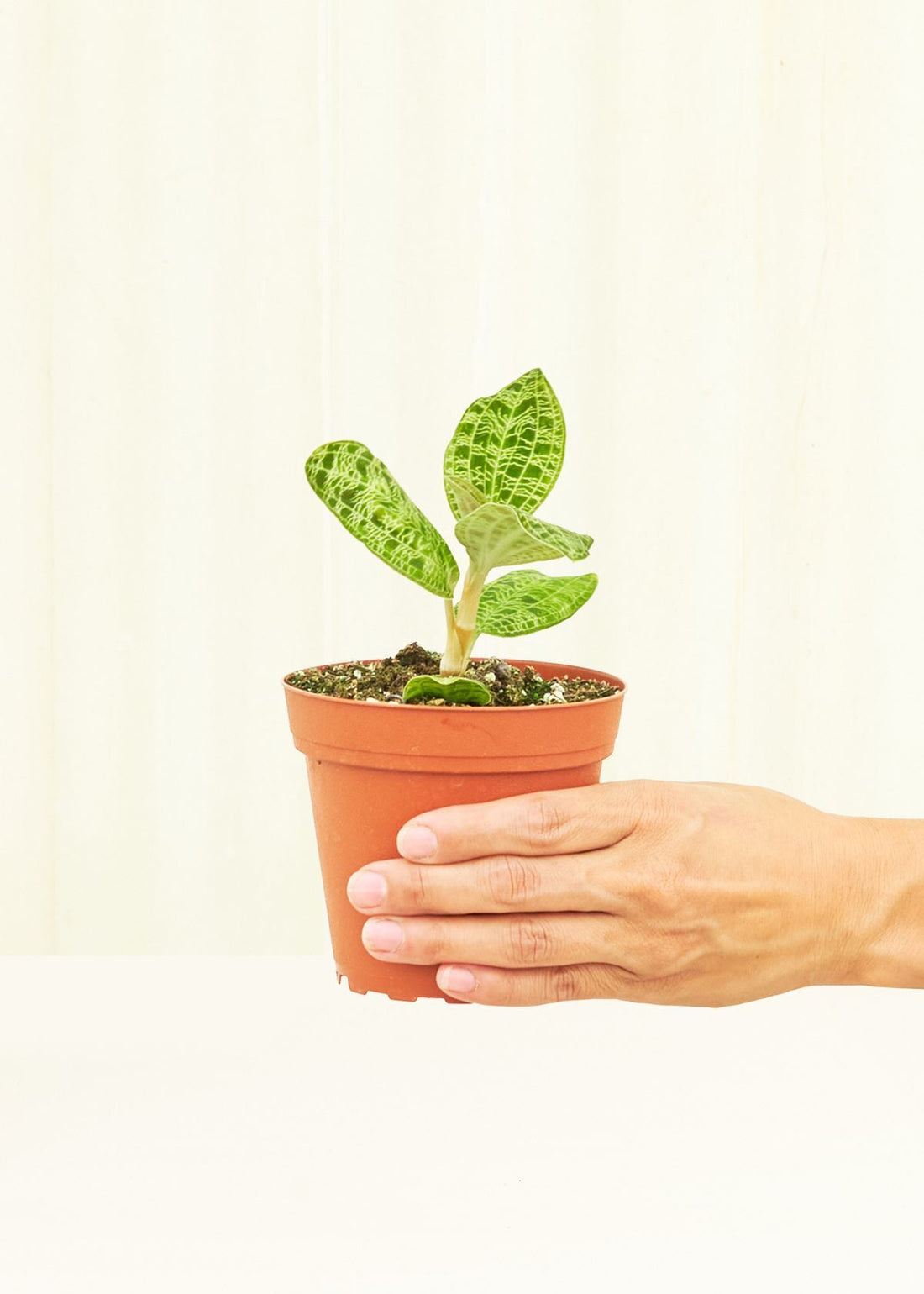 Small Lightning Jewel Orchid (Macodes petola) in a grow pot.