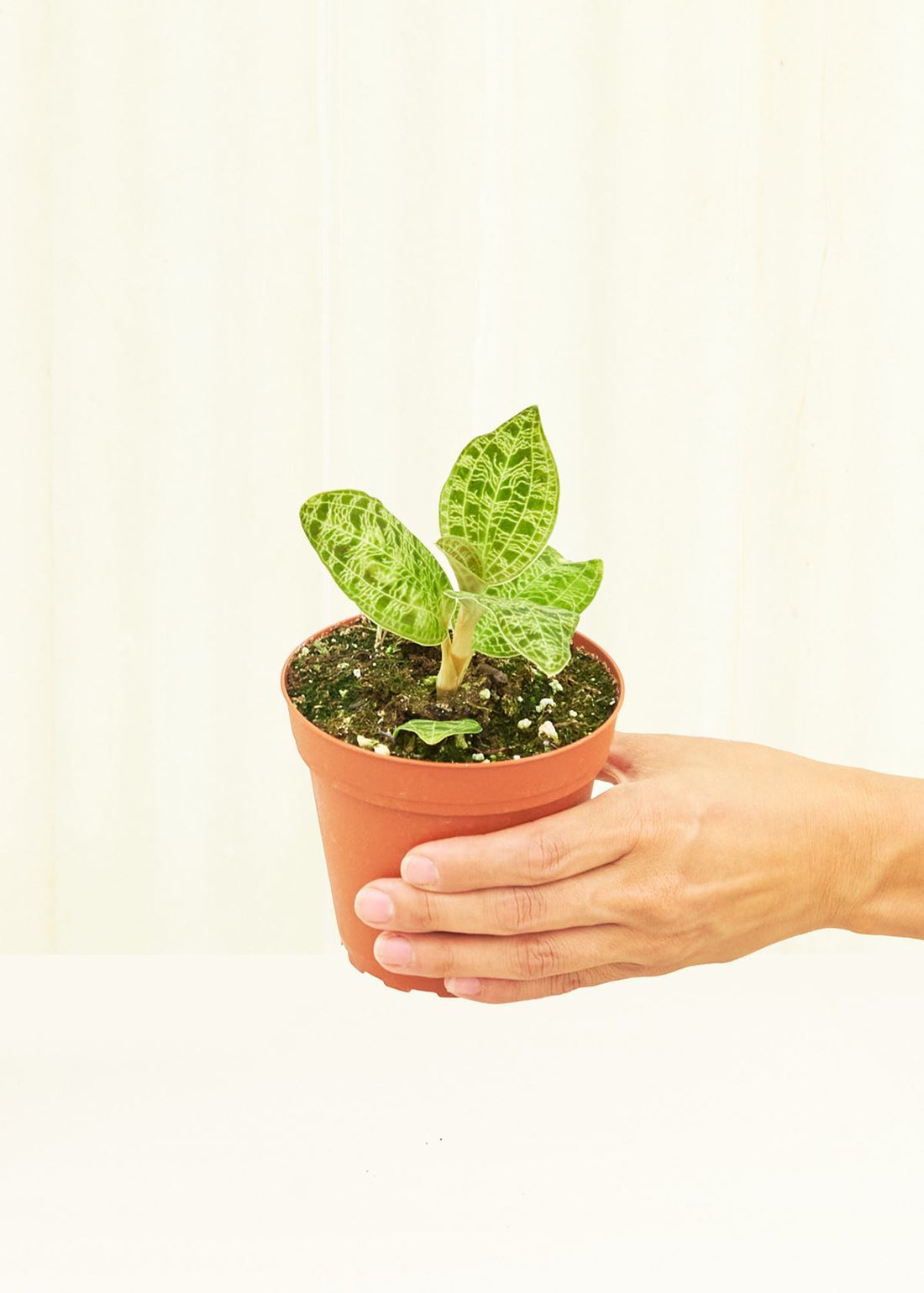 Small Lightning Jewel Orchid (Macodes petola) in a grow pot.