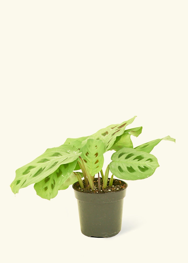 Small Beauty Kim Prayer Plant (Maranta leuconeura 'Beauty Kim')