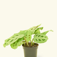 Small Beauty Kim Prayer Plant (Maranta leuconeura 'Beauty Kim')