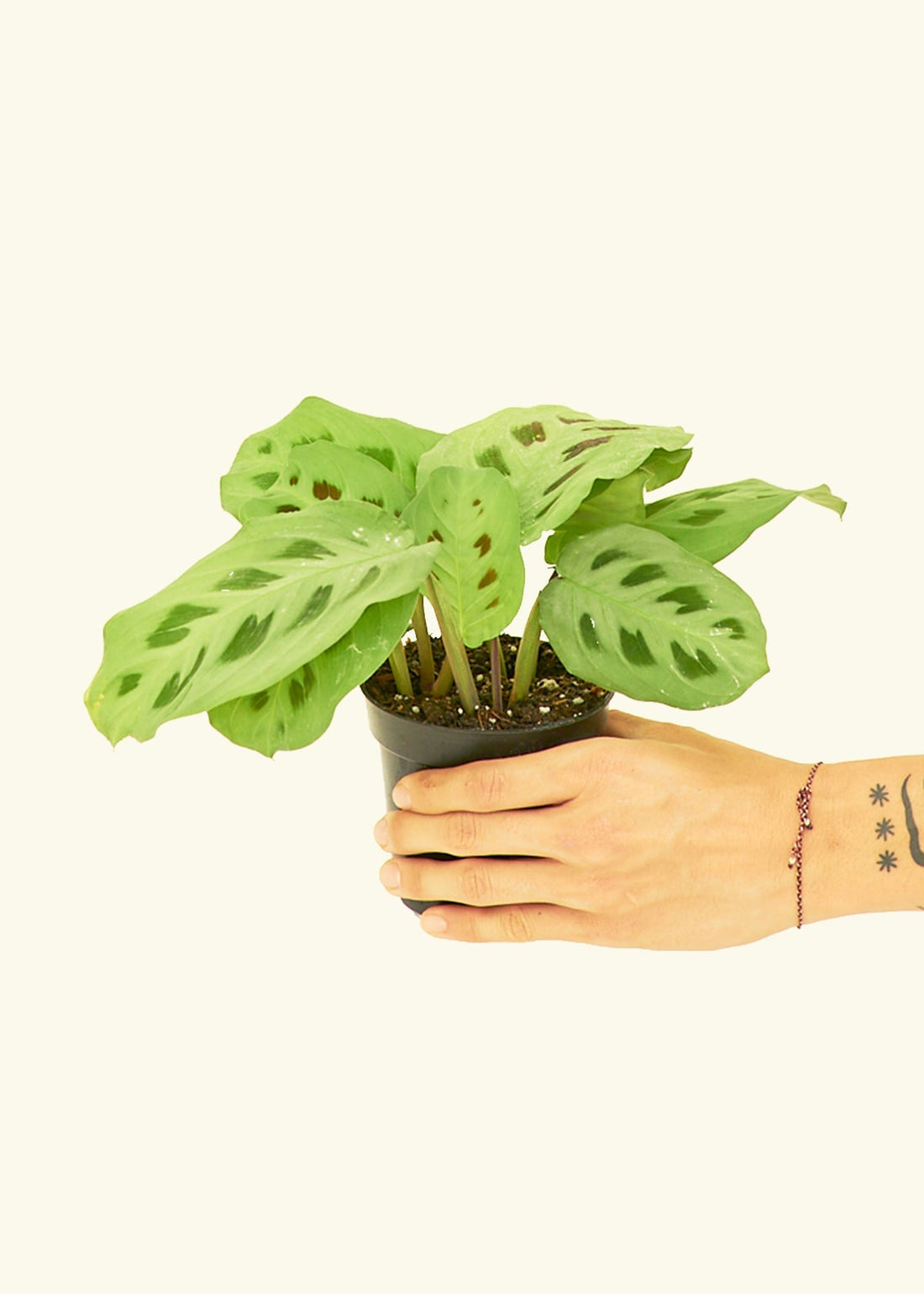 Small Beauty Kim Prayer Plant (Maranta leuconeura &