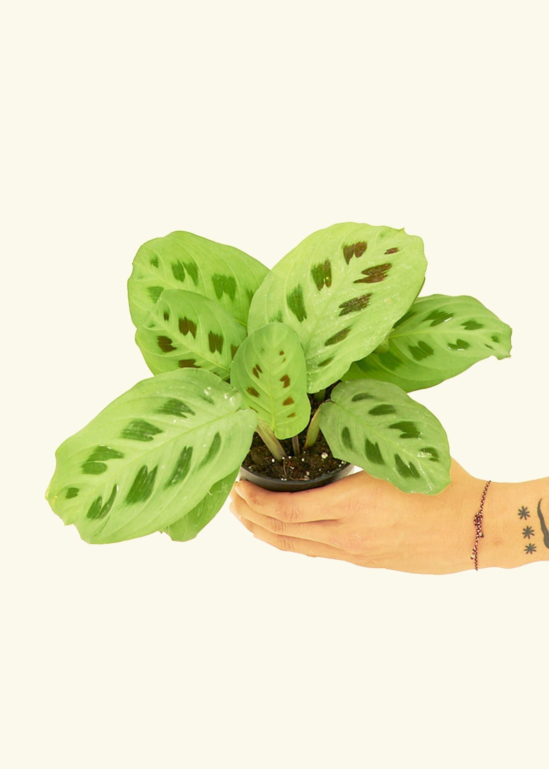 Small Beauty Kim Prayer Plant (Maranta leuconeura &