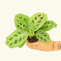 Small Beauty Kim Prayer Plant (Maranta leuconeura 'Beauty Kim')