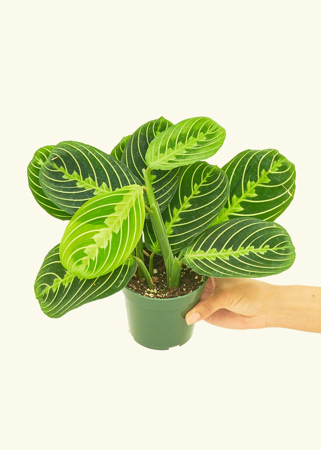 Small Lemon Lime Prayer Plant (Maranta leuconeura)