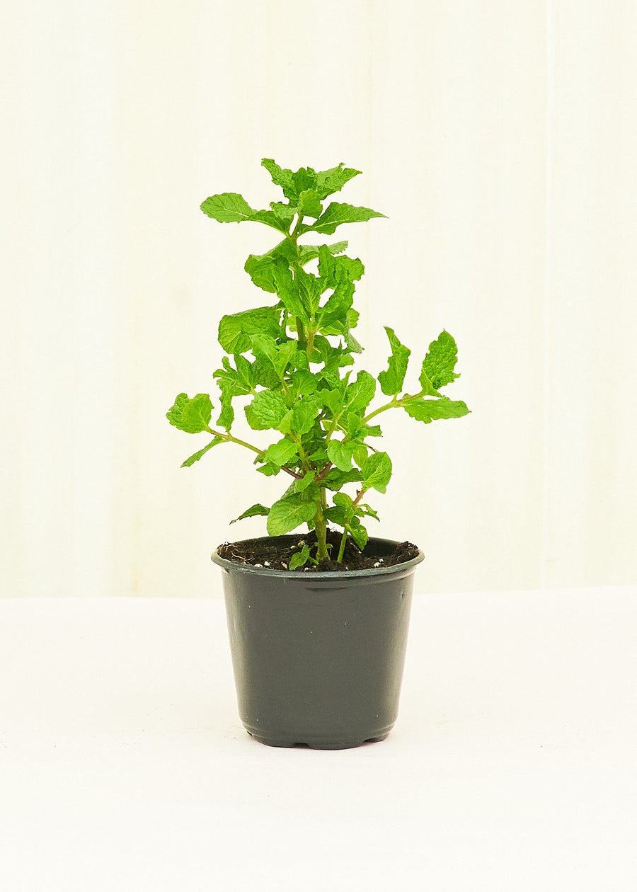 Mint 4-Pack Plant Rooted 