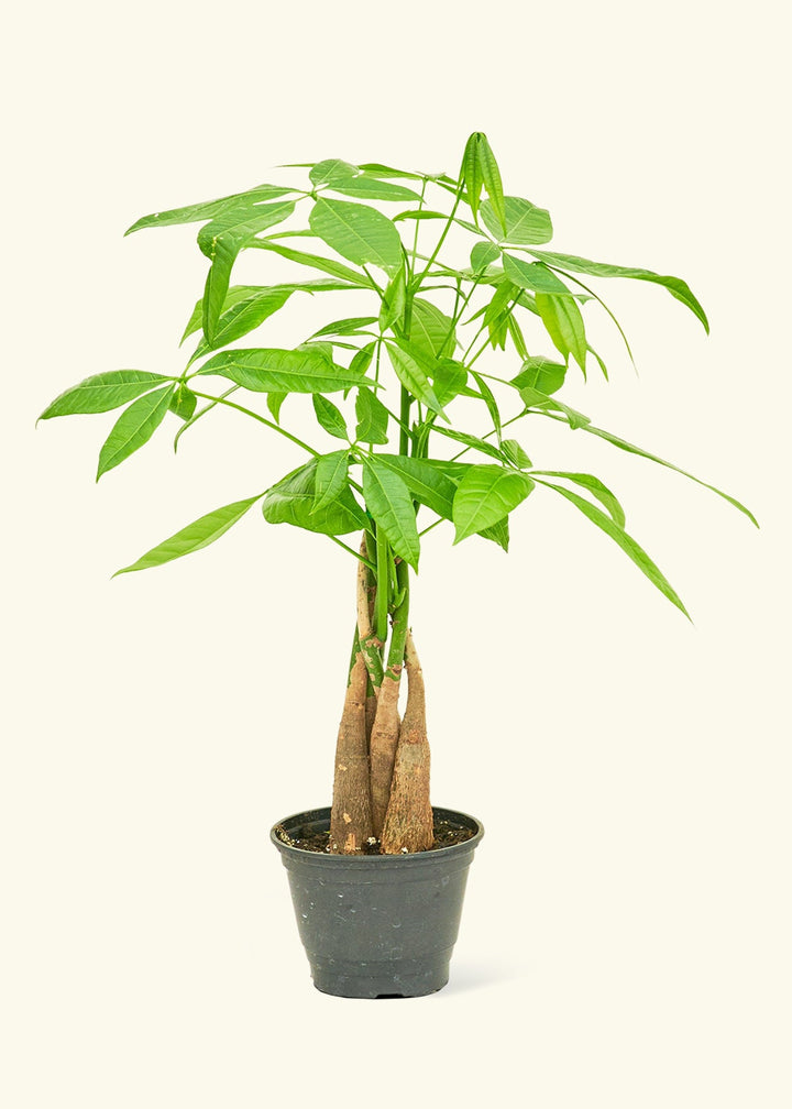 Money Tree in 4" nursery pot