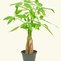 Money Tree in 4" nursery pot