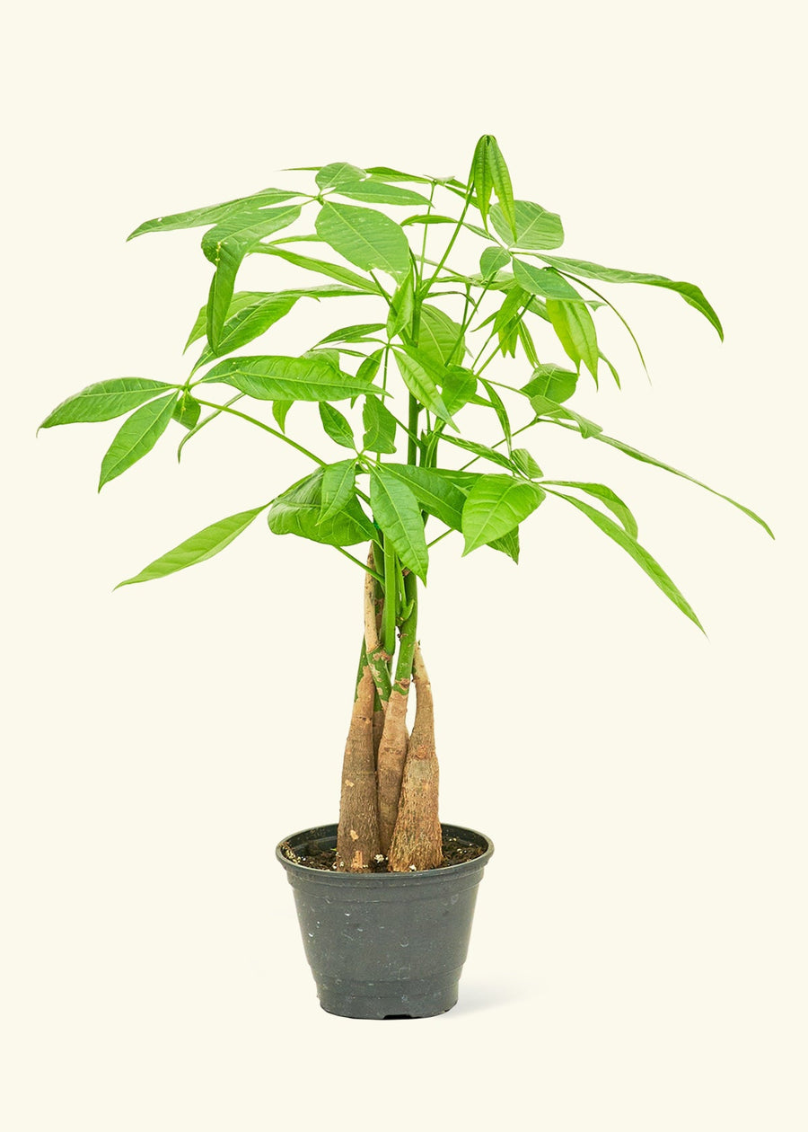 Money Tree in 4" nursery pot