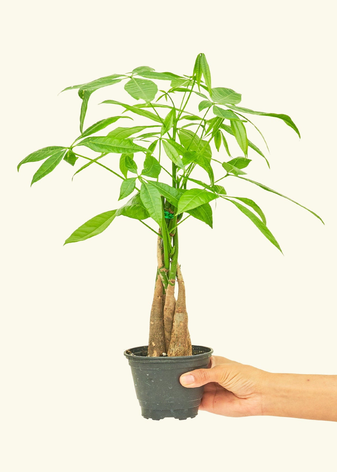 Money Tree in 4" nursery pot