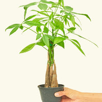 Money Tree in 4" nursery pot