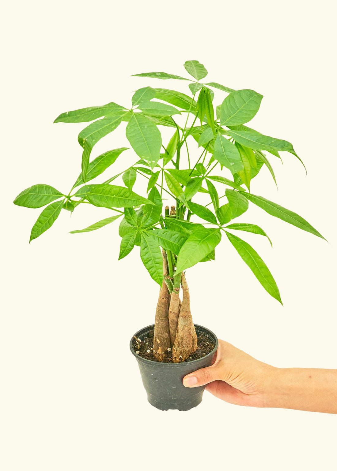 Money Tree in 4" nursery pot