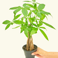 Money Tree in 4" nursery pot