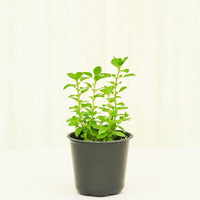 Oregano 4-Pack Plant Rooted 