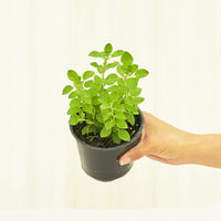 Oregano 4-Pack Plant Rooted 