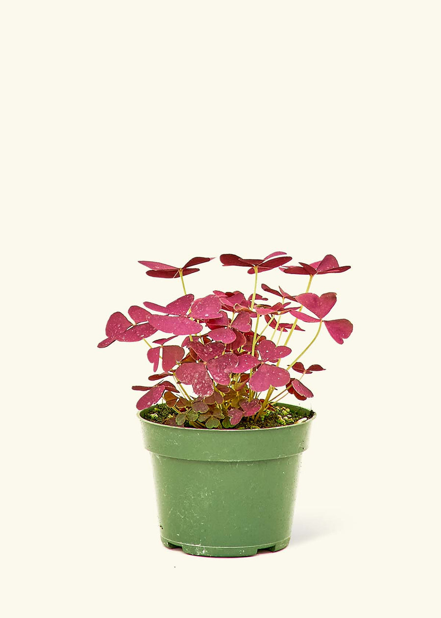 Small Purple Shamrock (Oxalis vairety) in a grow pot.