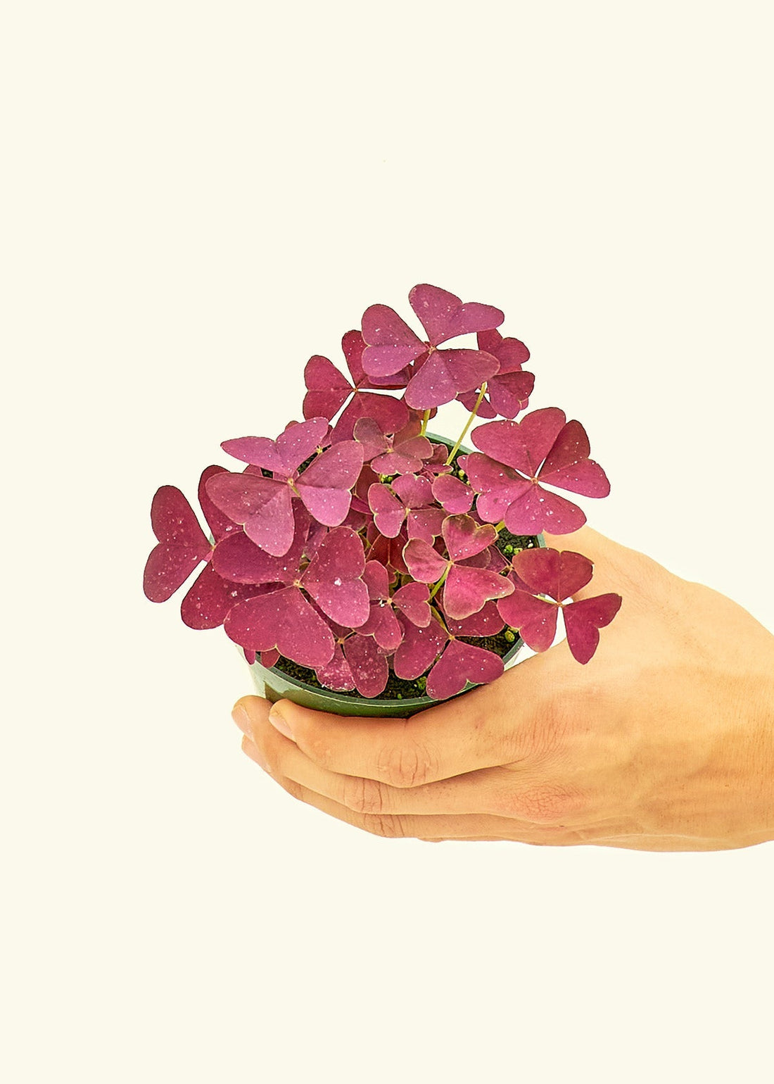 Small Purple Shamrock (Oxalis vairety) in a grow pot.