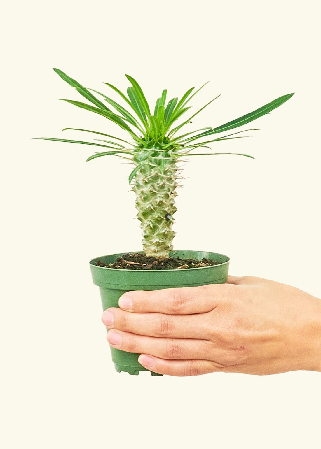 Small Madagascar Palm (Pachypodium lamerei) in a grow pot.