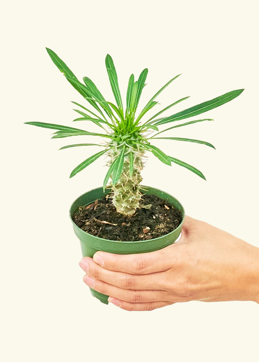 Small Madagascar Palm (Pachypodium lamerei) in a grow pot.