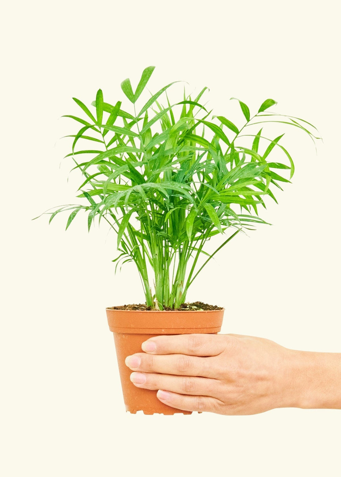 Small Parlor Palm (Chamaedorea elegans) in a grow pot.