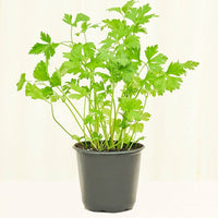 Parsley 4-Pack Plant Rooted 