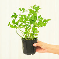 Parsley 4-Pack Plant Rooted 