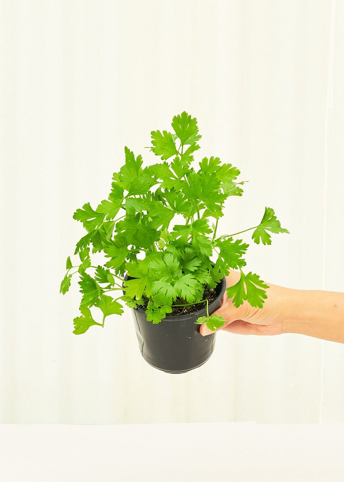 Parsley 4-Pack Plant Rooted 