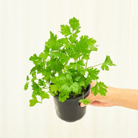 Parsley 4-Pack Plant Rooted 