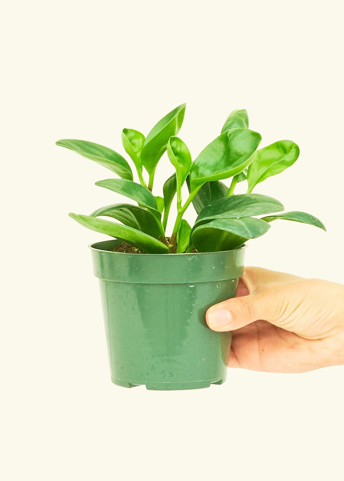 Small Baby Rubber Plant in a grow pot.