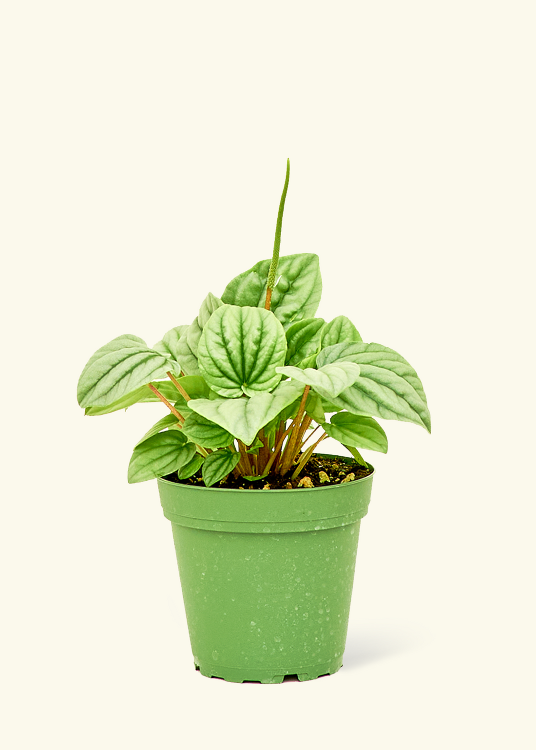 Small Peperomia Frost (Peperomia caperata)