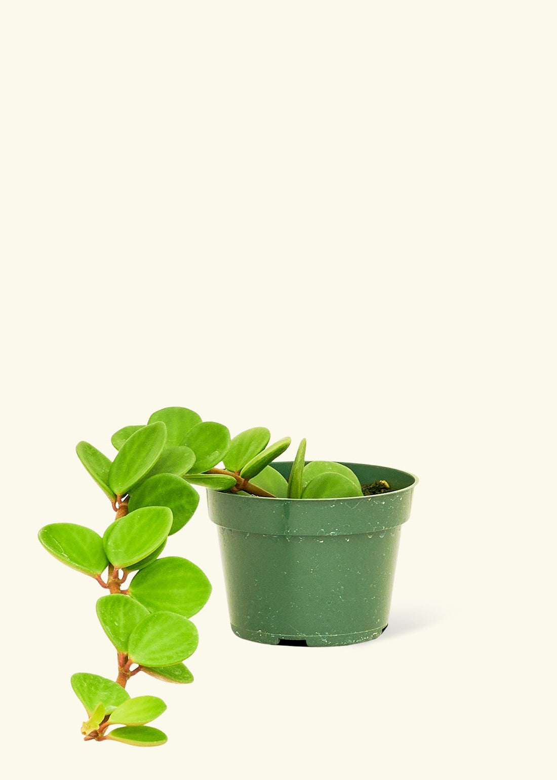 Peperomia &