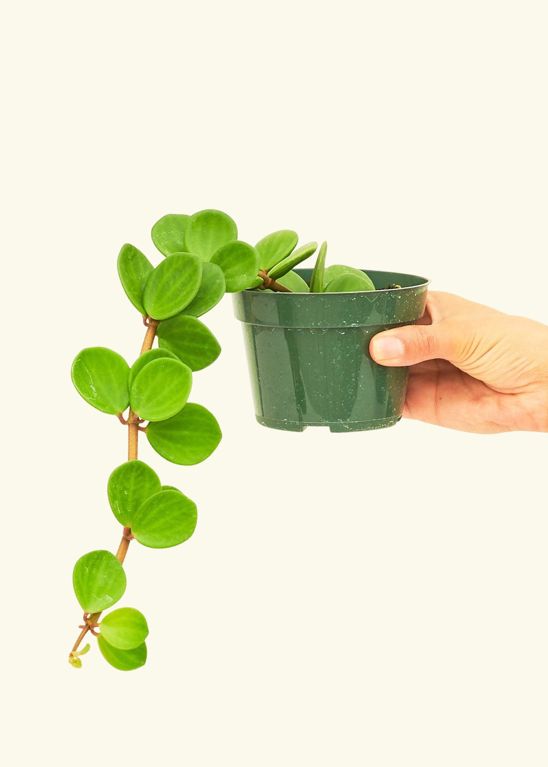 Peperomia &