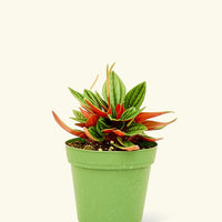 4" Peperomia 'Rosso' in a grow pot.