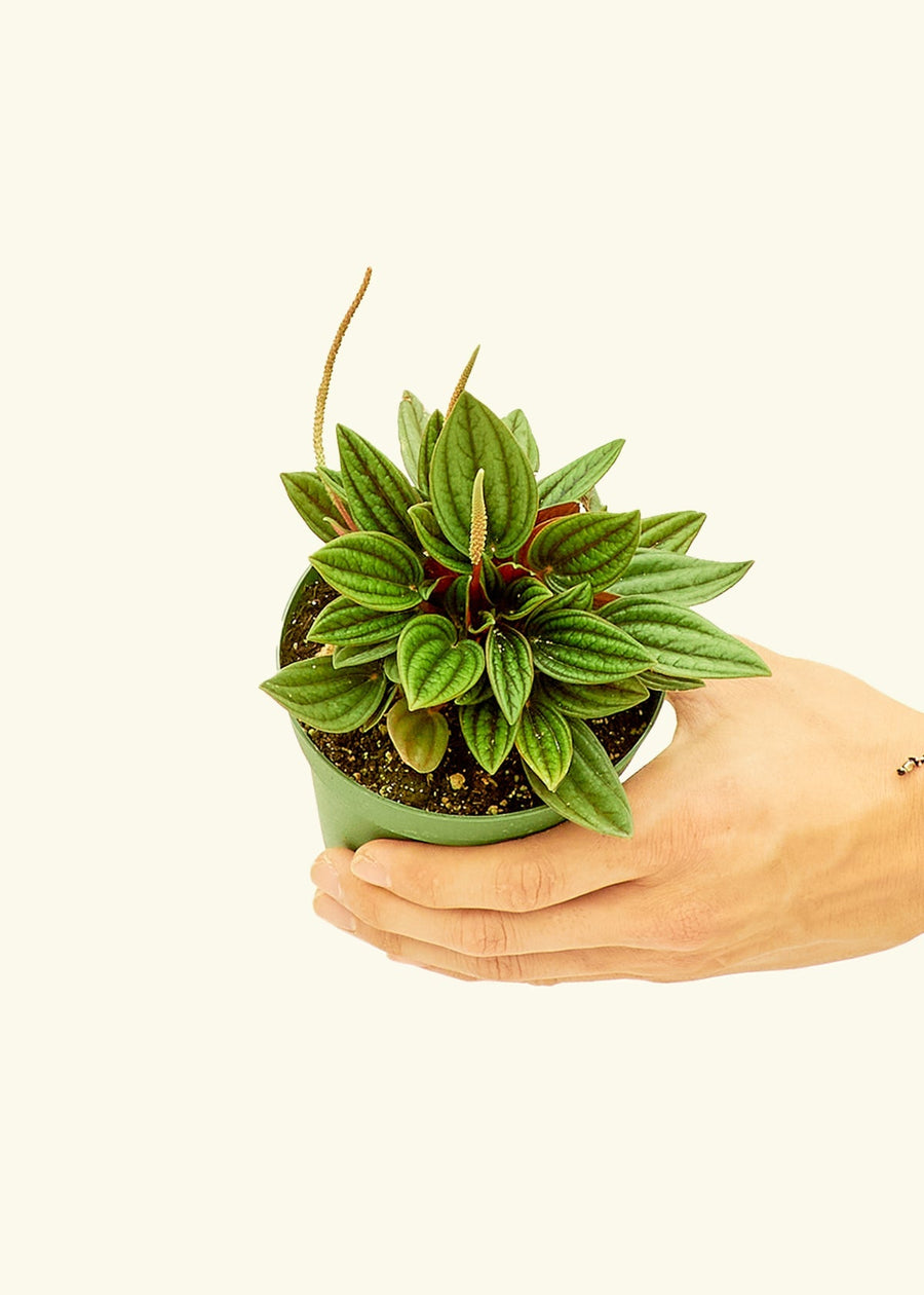 4" Peperomia 'Rosso' in a grow pot.