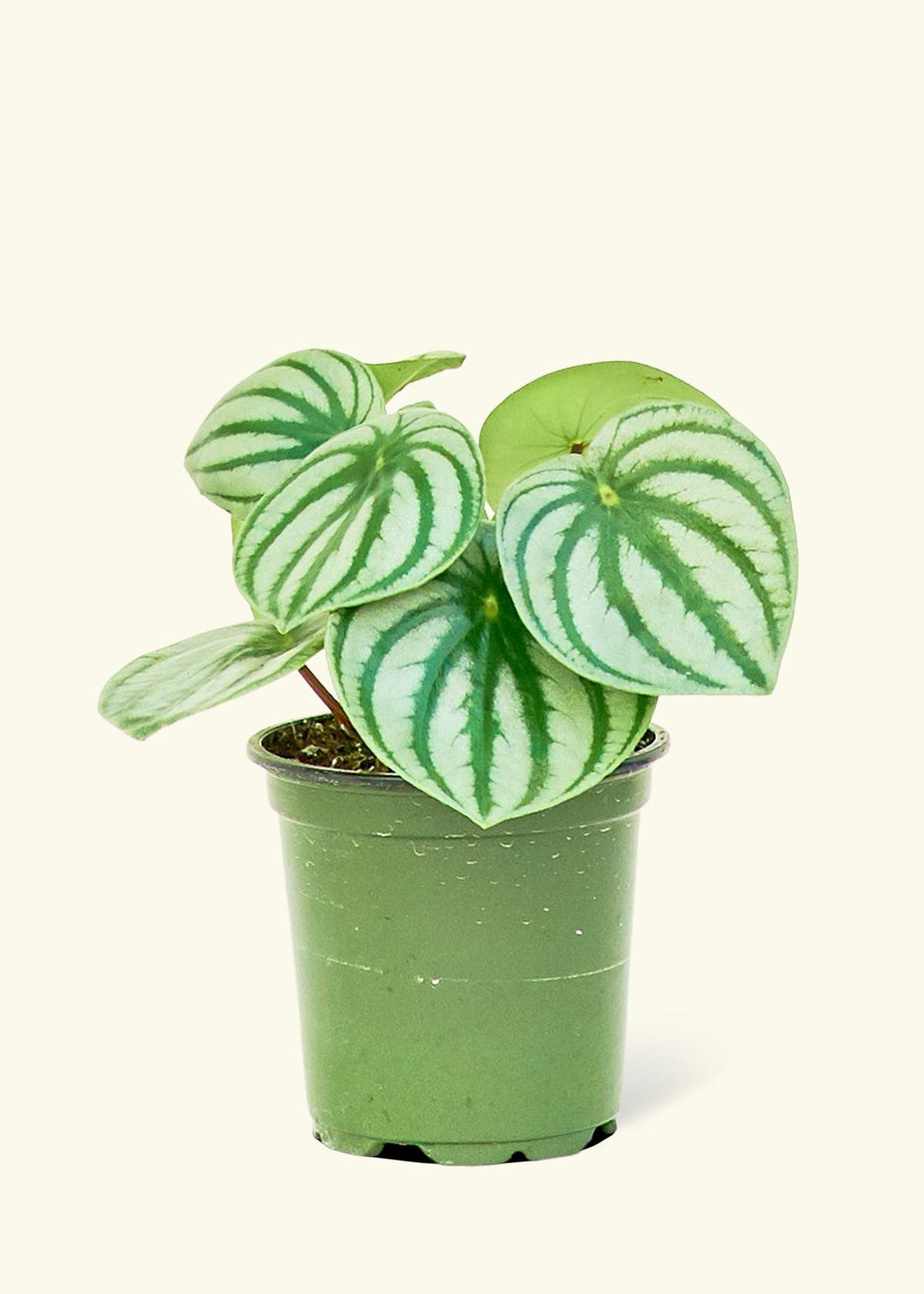 Small Watermelon Peperomia (Peperomia argyreia) in a grow pot.