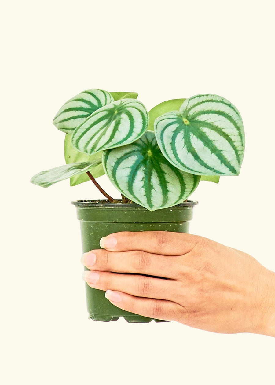 Small Watermelon Peperomia (Peperomia argyreia) in a grow pot.