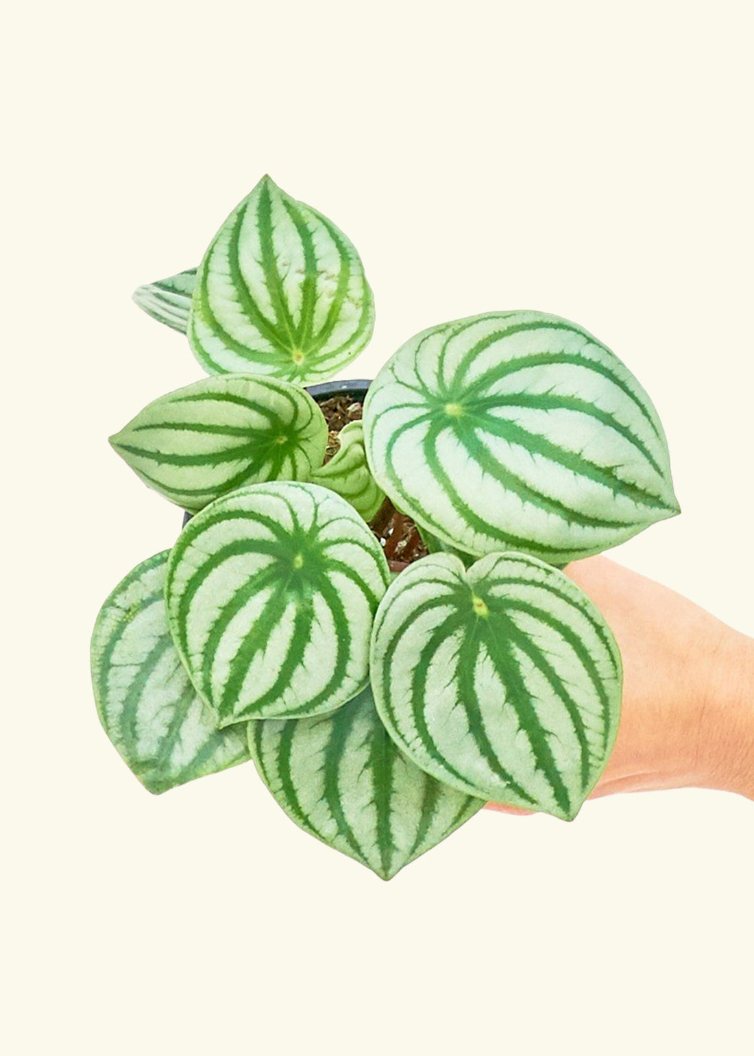 Small Watermelon Peperomia (Peperomia argyreia) in a grow pot.