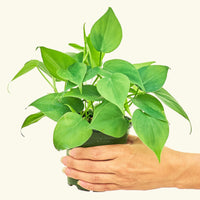 Small Sweetheart Philodendron (Philodendron cordatum)