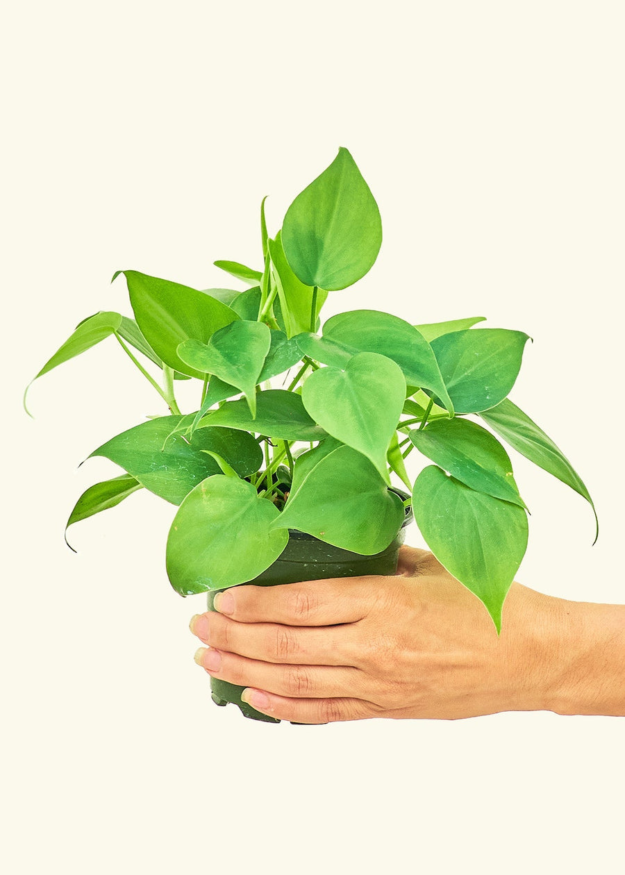 Small Sweetheart Philodendron (Philodendron cordatum)