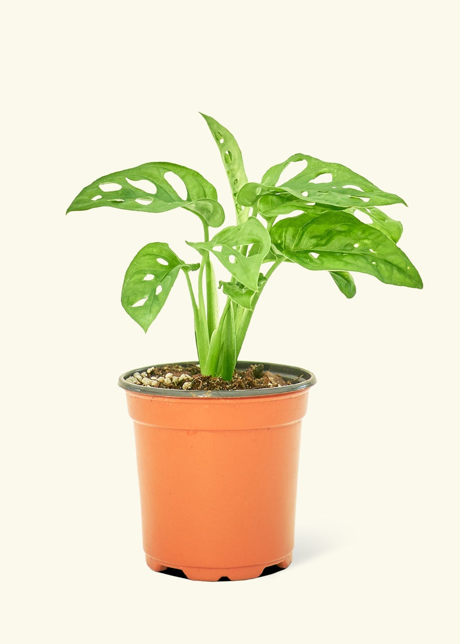 Small Swiss Cheese Vine (Monstera adansonii) in a grow pot.