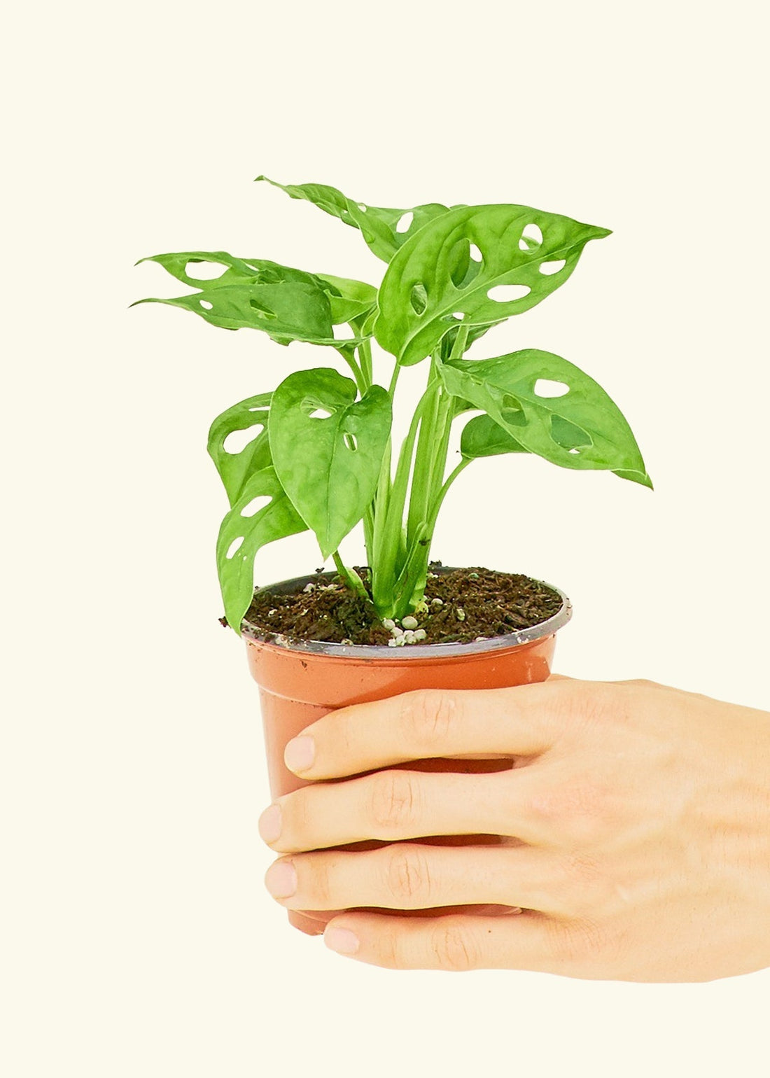 Small Swiss Cheese Vine (Monstera adansonii) in a grow pot.