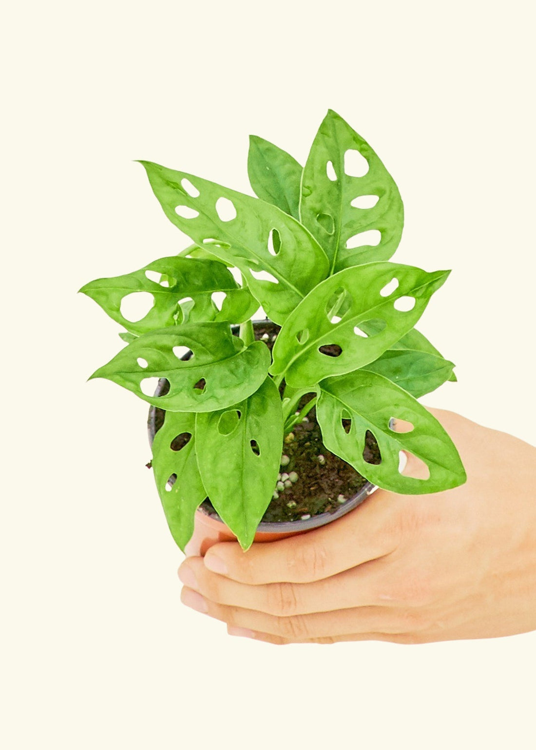 Small Swiss Cheese Vine (Monstera adansonii) in a grow pot.