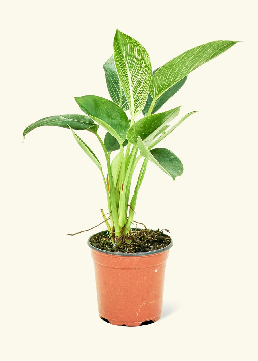 Philodendron Birkin in 4" nursery pot