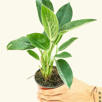 Philodendron Birkin in 4" nursery pot