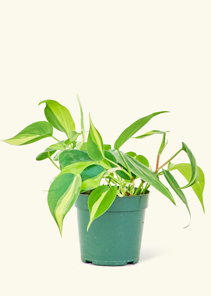 Small Philodendron Brasil (Philodendron hederaceum) in a grow pot.